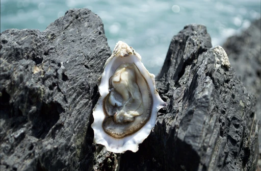 🦪 Les huîtres de Cancale